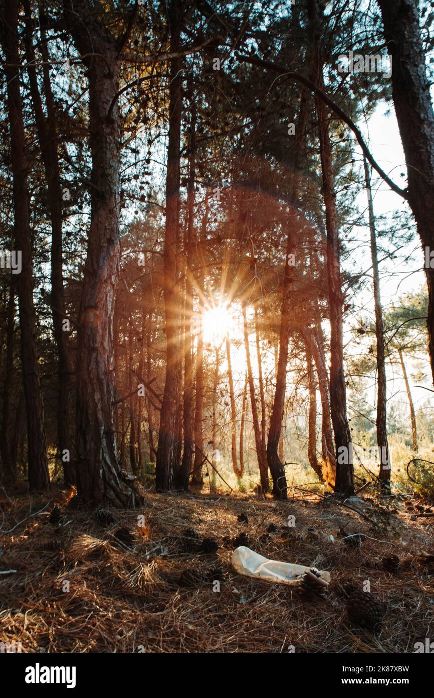 Un gros plan vertical d'arbres contre le soleil, le parc national de Shivapuri Banque D'Images