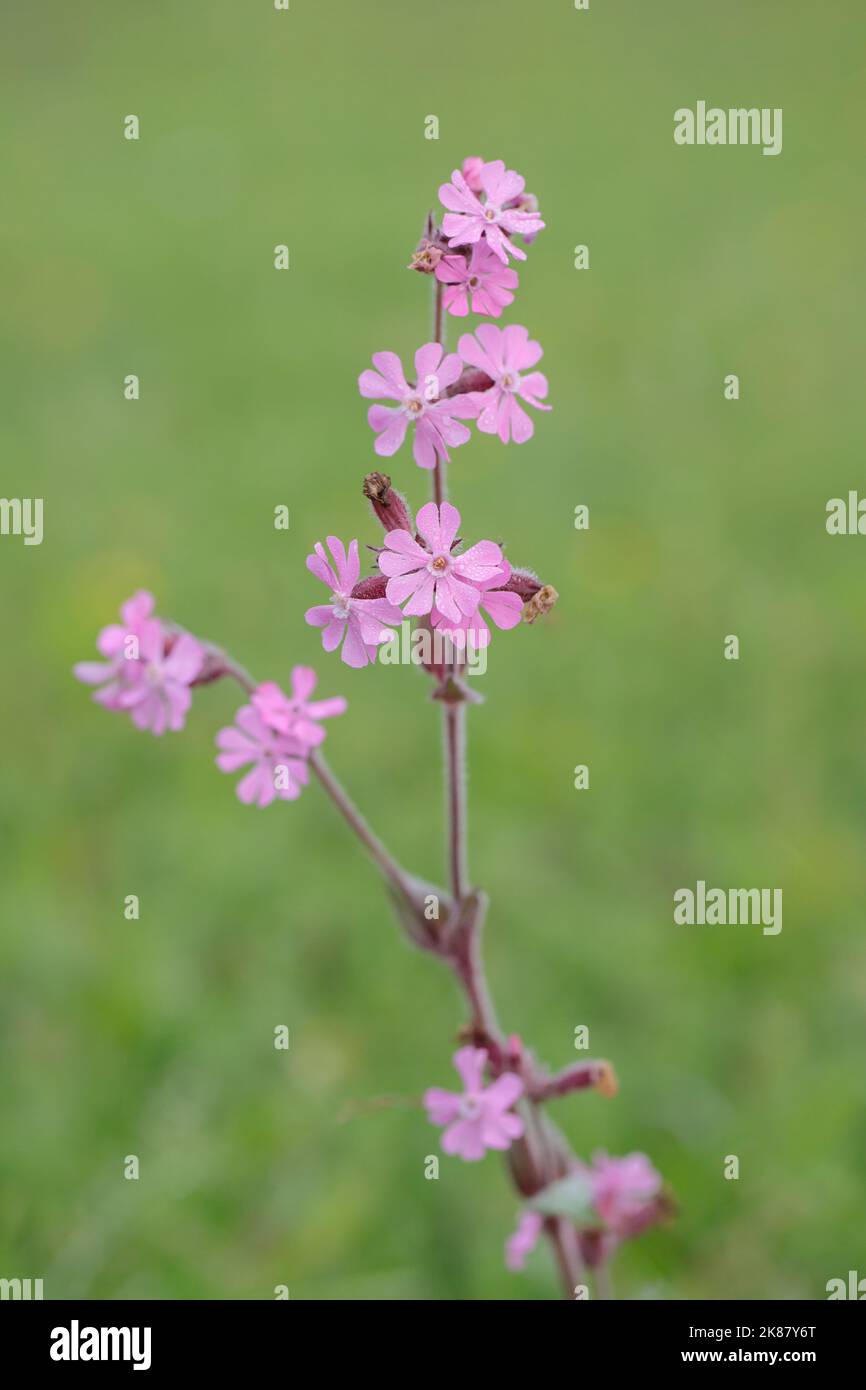 Fleurs de catchfly rouges (Silene dioica). Banque D'Images