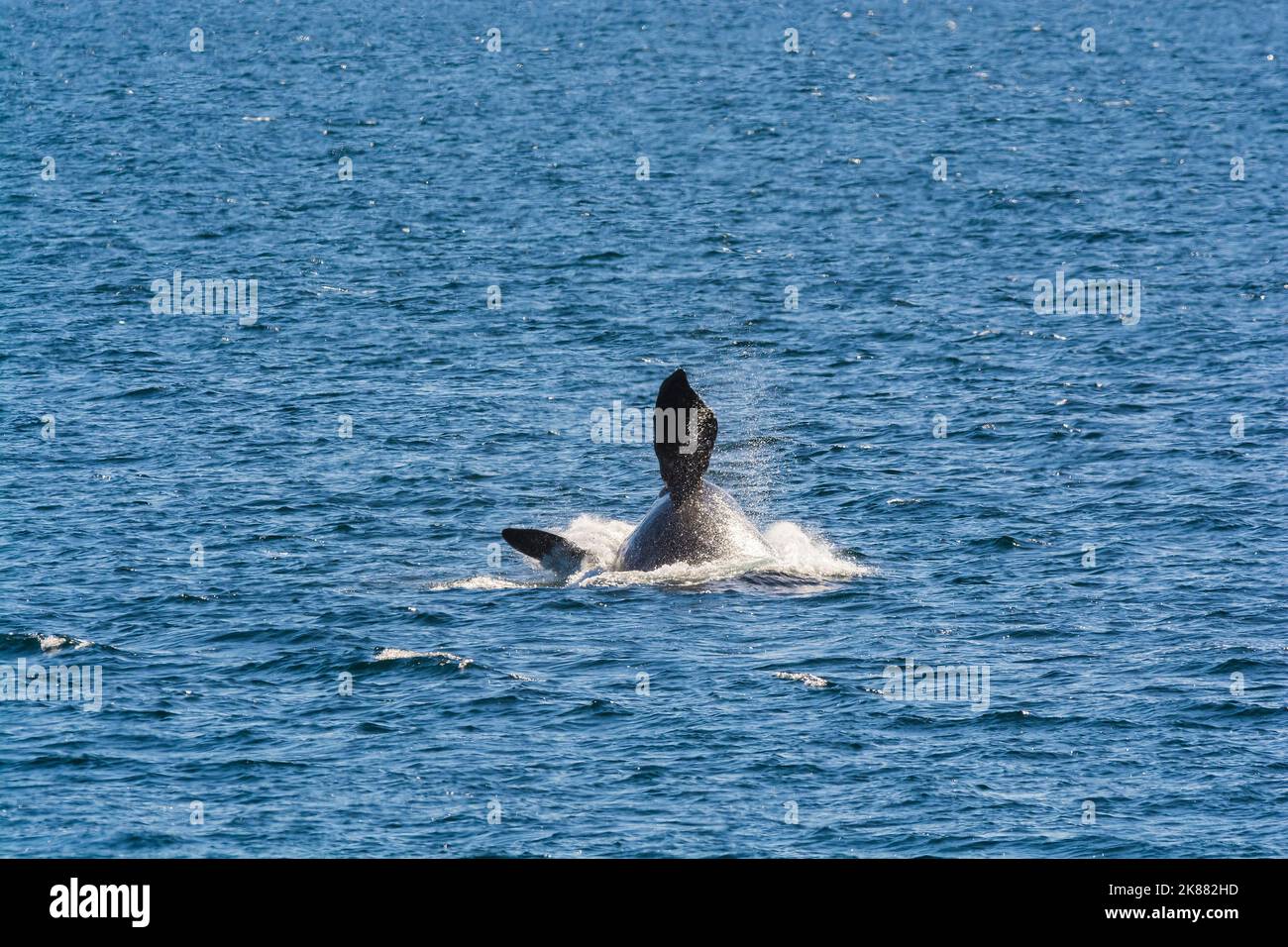 Saut de baleine à droite, péninsule Valdes, Patagonie, Argentine. Banque D'Images