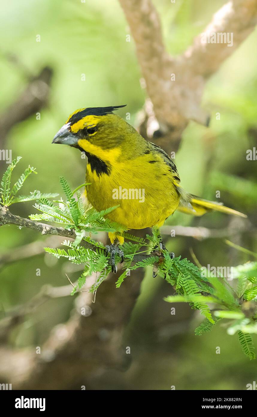 Gubernatrix cristata,cardinal jaune,en danger d'extinction.Argentine Banque D'Images