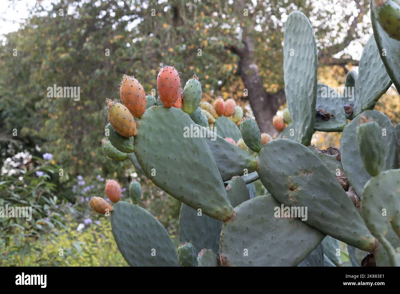 Cactus hybride sans spineless Opuntia. Banque D'Images