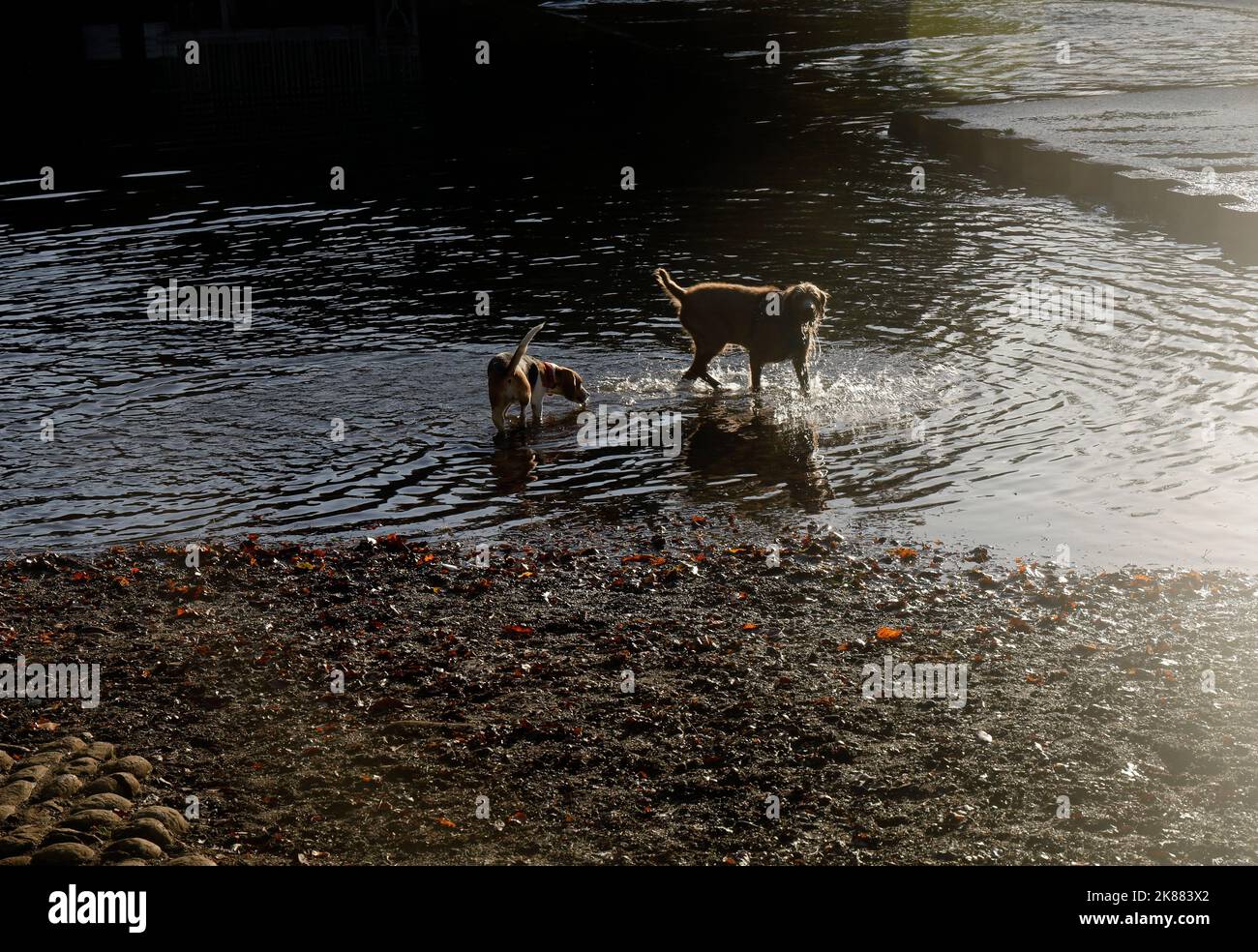 Deux chiens s'amusant à jouer et à barboter dans une rivière. Lumière du matin. Octobre 2022. Automne. Banque D'Images