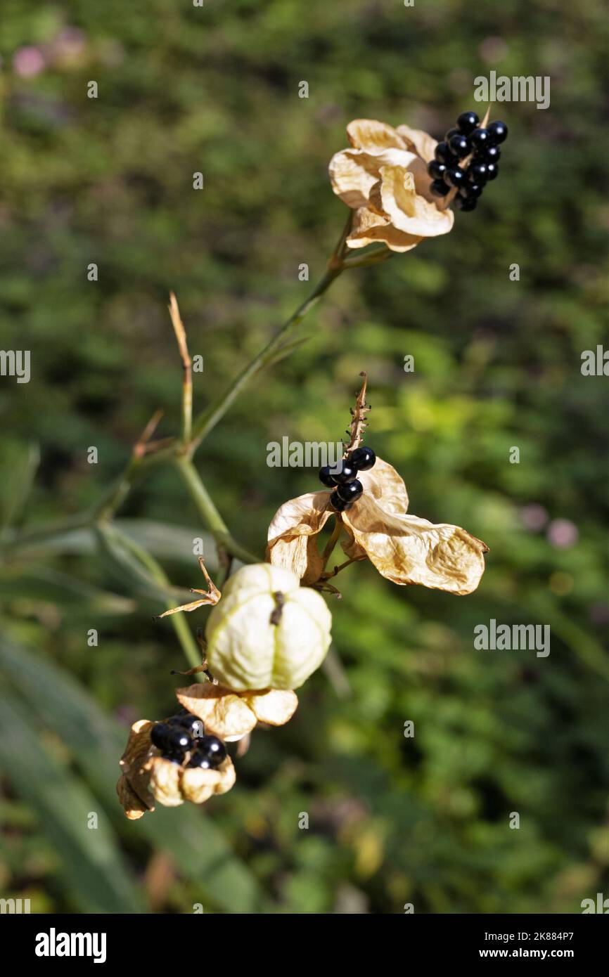 Belamcanda chinensis - blackberry lily. Banque D'Images