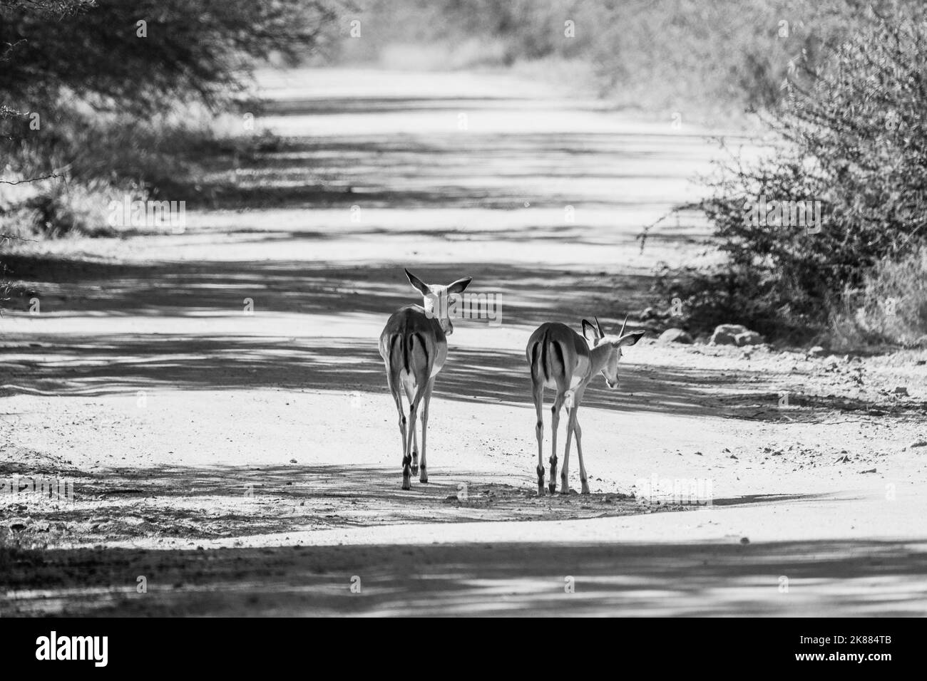Photo en niveaux de gris d'une paire de petits cerfs marchant sur un sentier du parc Banque D'Images