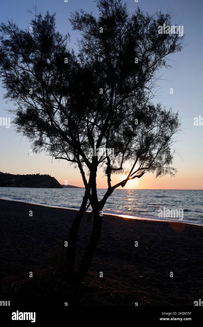 Coucher de soleil et arbre à la plage d'Anaxos, Lesbos. Septembre / octobre 2022. Automne. Banque D'Images