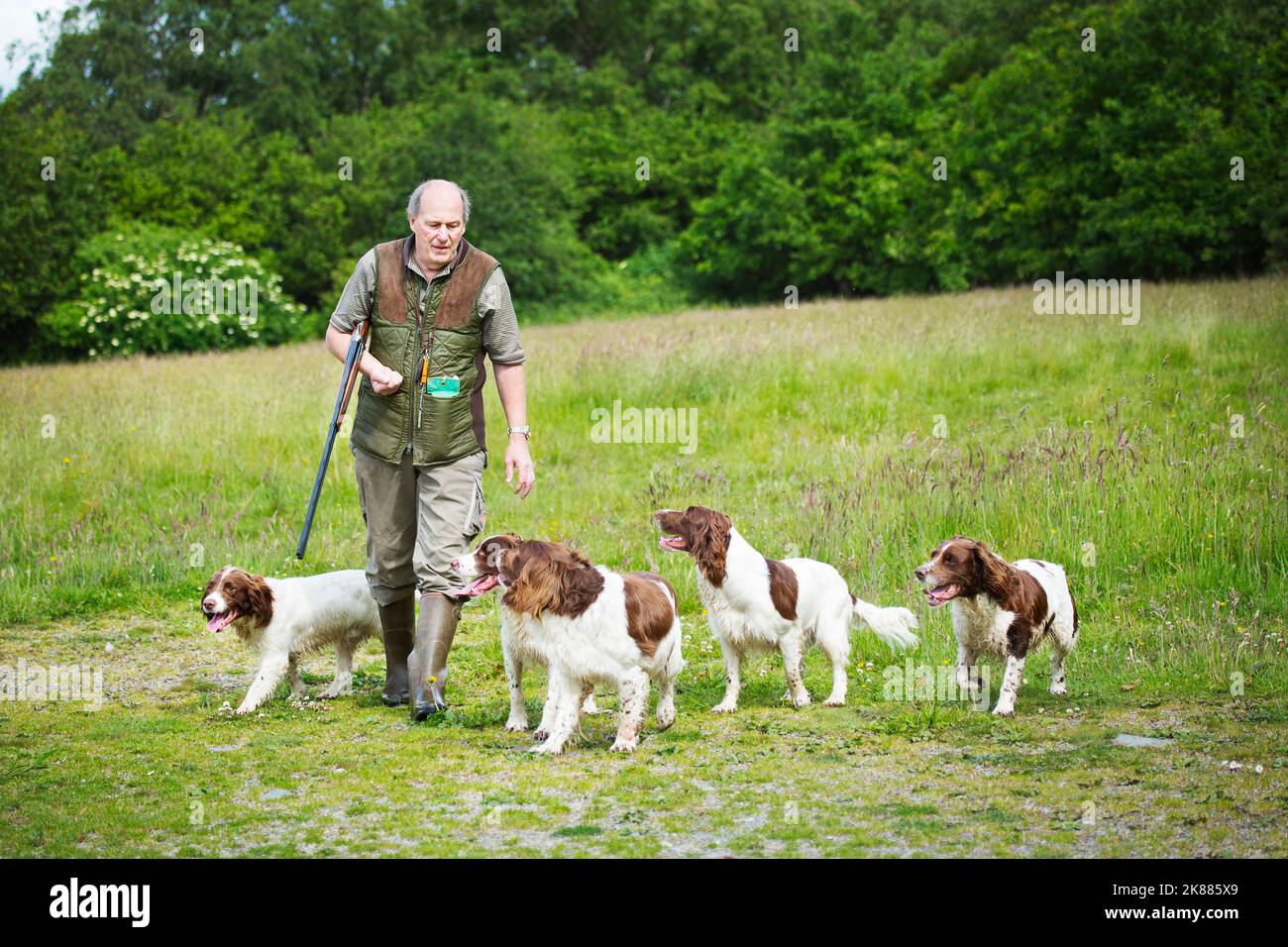 Homme avec un fusil et des Gundogs Banque D'Images