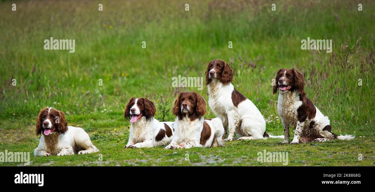 5 springer spaniel canon chiens Banque D'Images
