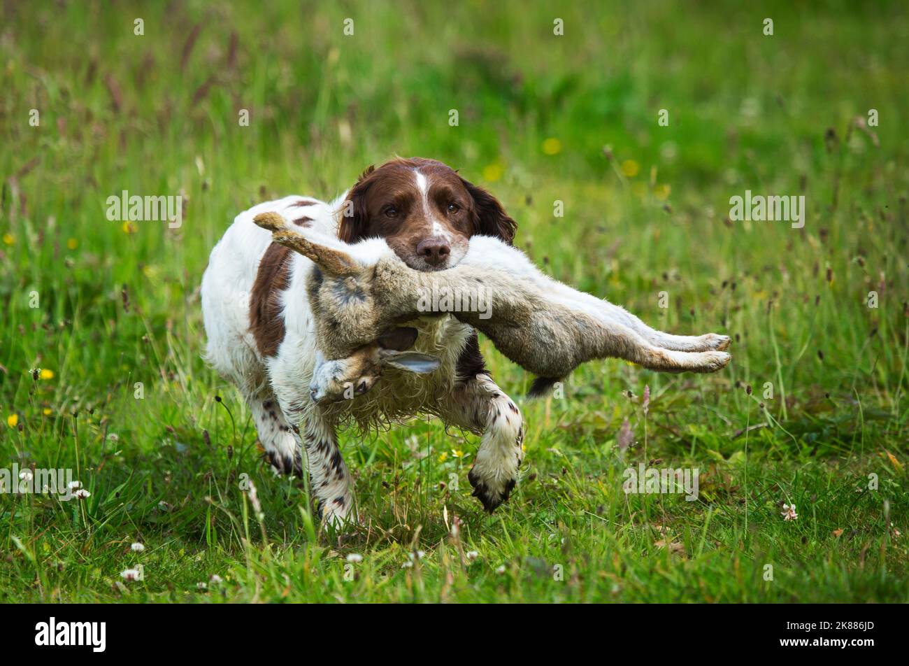 chien d'arme à feu springer spaniel anglais qui récupère un lapin Banque D'Images