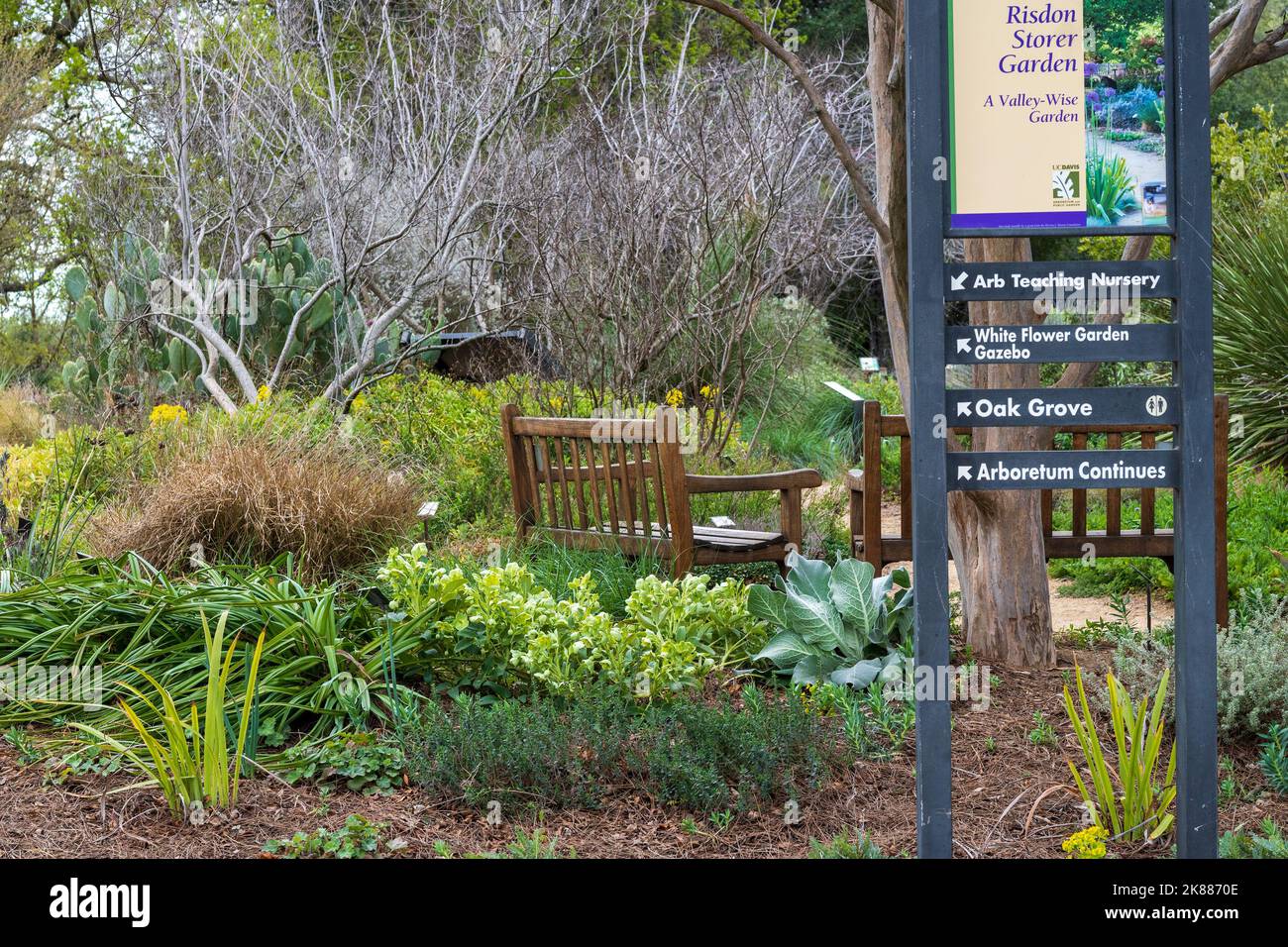 Davis, Californie, États-Unis. 21 mars 2020. L'arboretum de l'UC Davis Risbon Storer Garden au printemps, lors d'une journée ensoleillée et bleue sans nuages, typique de Banque D'Images