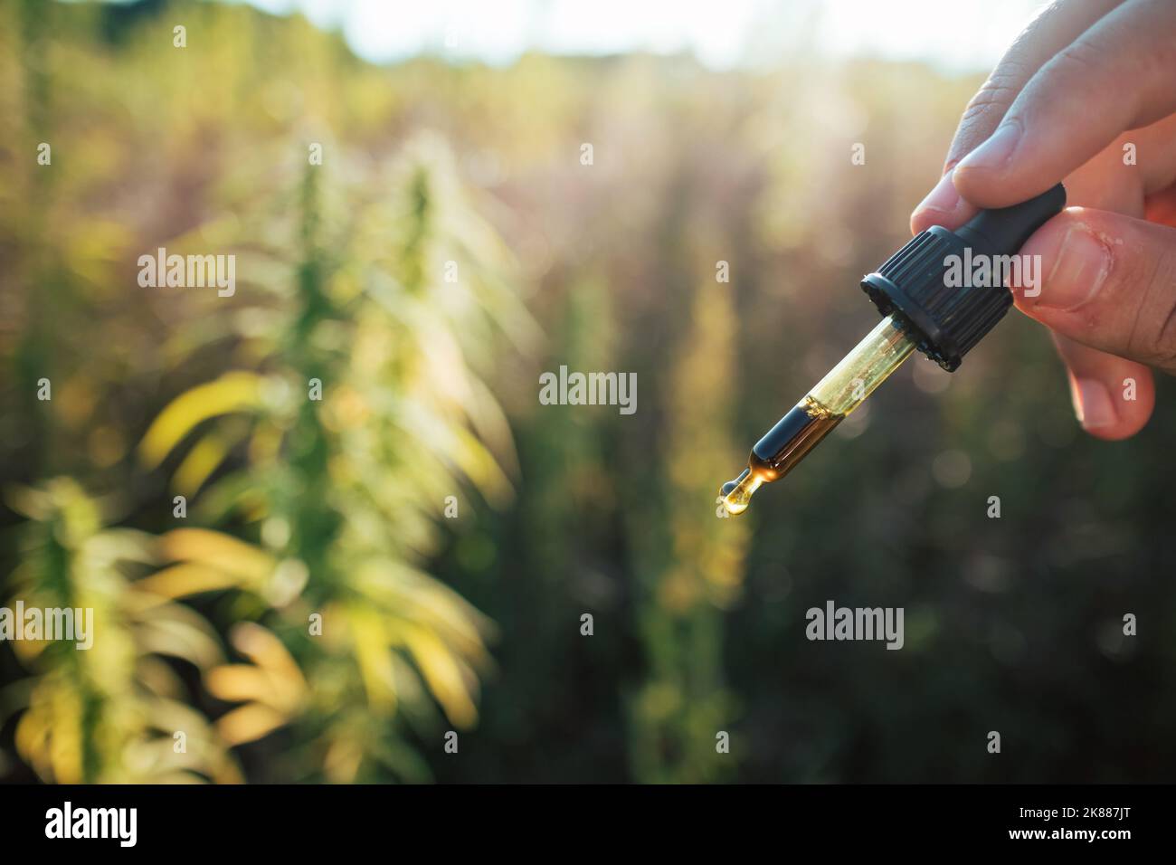 Flacon de pipette à main rempli d'huile de graines de chanvre dans la plantation de cannabis à usage médicinal. Banque D'Images