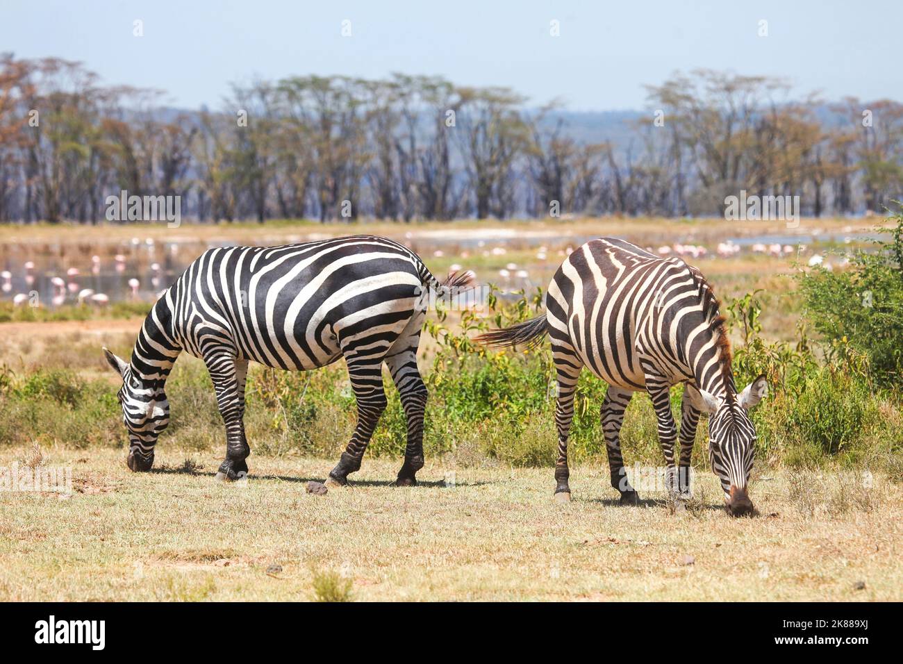 Zèbres des plaines (Equus quagga) dans le parc national du lac Nakuru, Kenya Banque D'Images