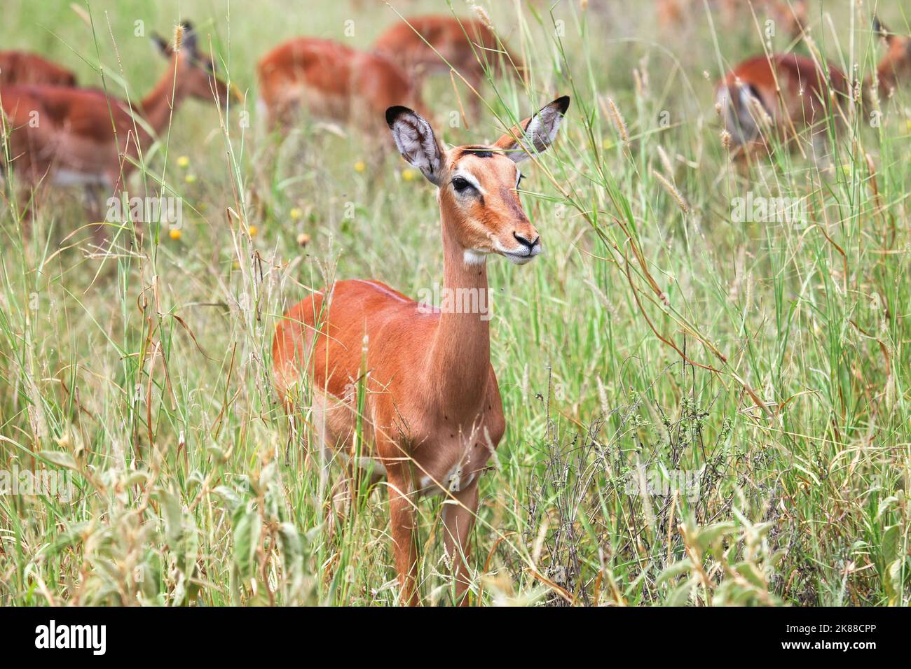 Troupeau d'antilopes impalas (Aepyceros melampus) dans le Parc National de Tarangire, Tanzanie Banque D'Images