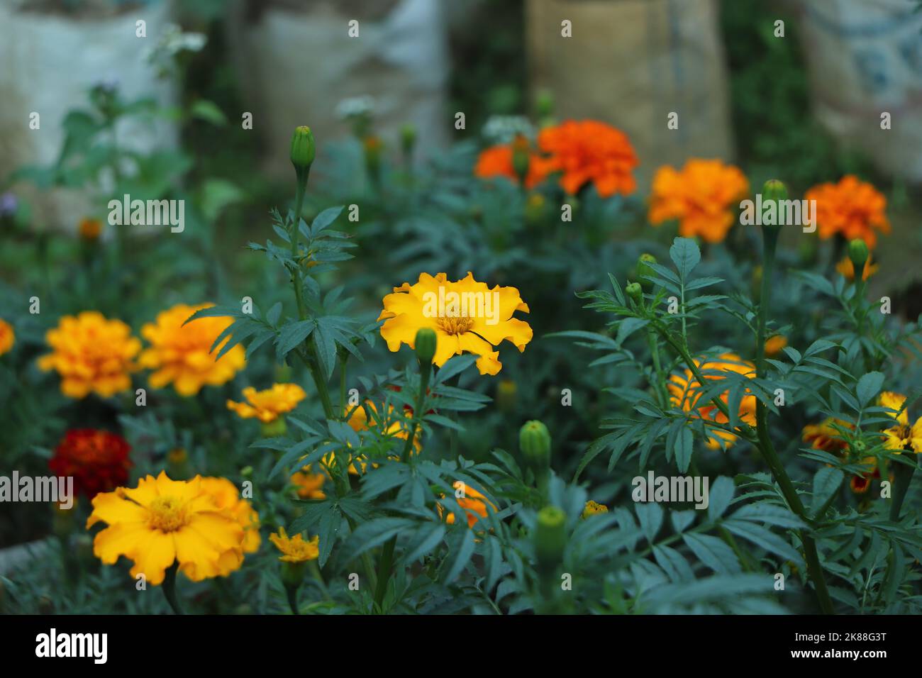 Les marigolds du lit fleuri ont été magnifiquement fleuris. Fleurs lumineuses sur fond vert Banque D'Images
