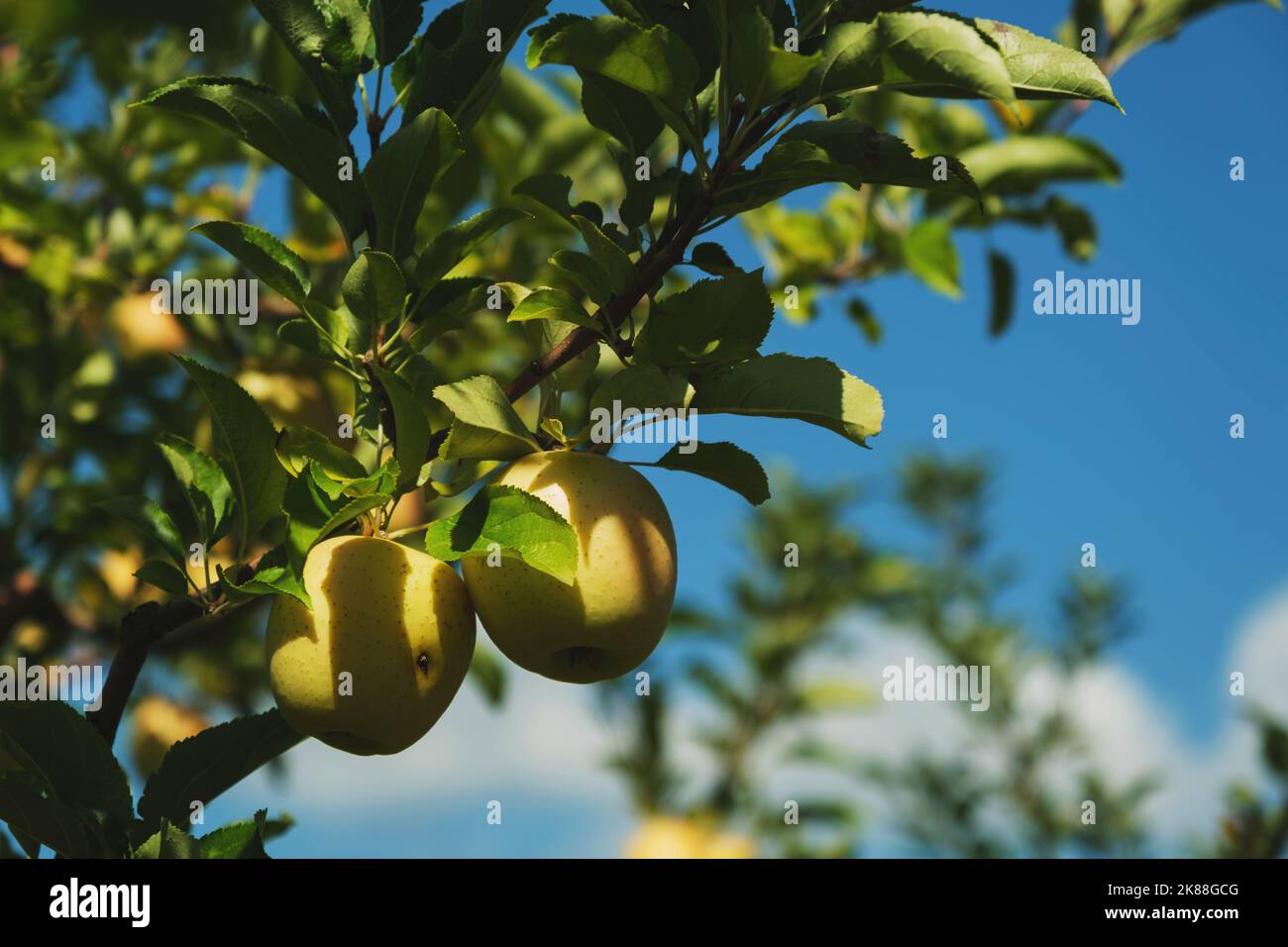 Gros plan de pommes vertes sur la branche dans une ferme de pommes. Banque D'Images