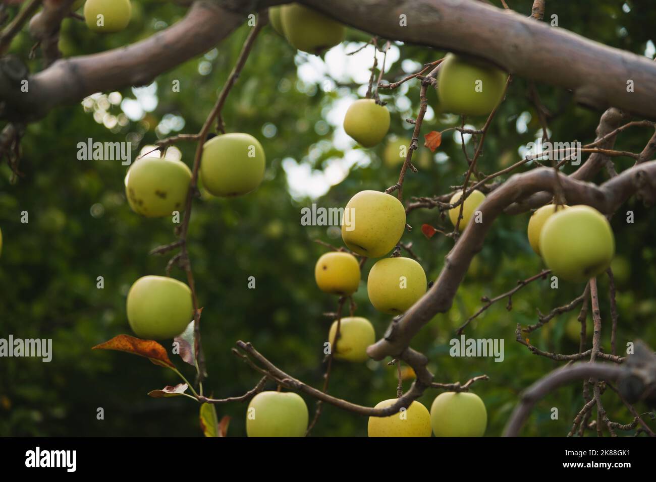 Gros plan de pommes vertes sur les branches sans feuilles d'un arbre mort dans une ferme de pommes. Banque D'Images