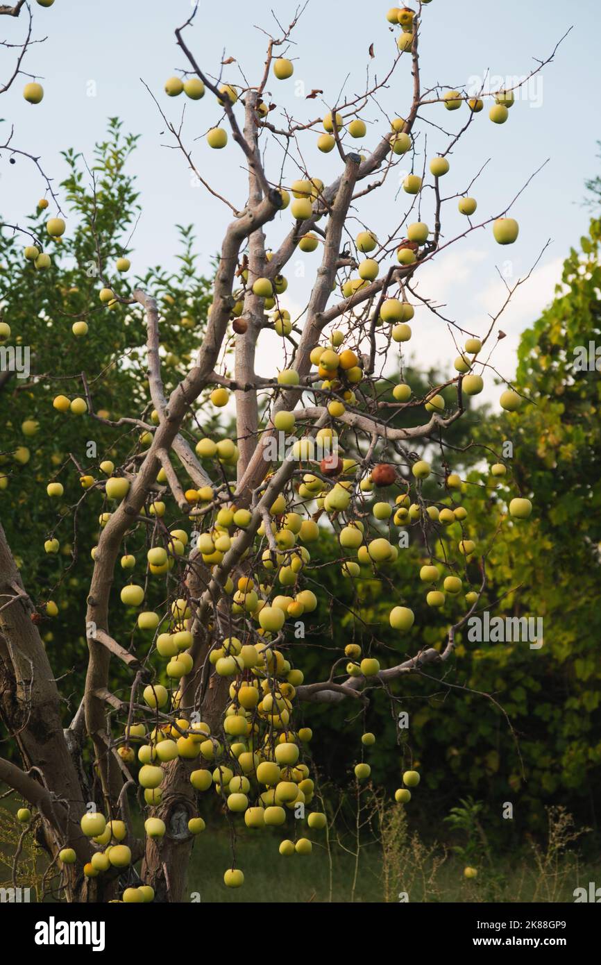 Gros plan de pommes vertes sur les branches sans feuilles d'un arbre mort dans une ferme de pommes. Banque D'Images