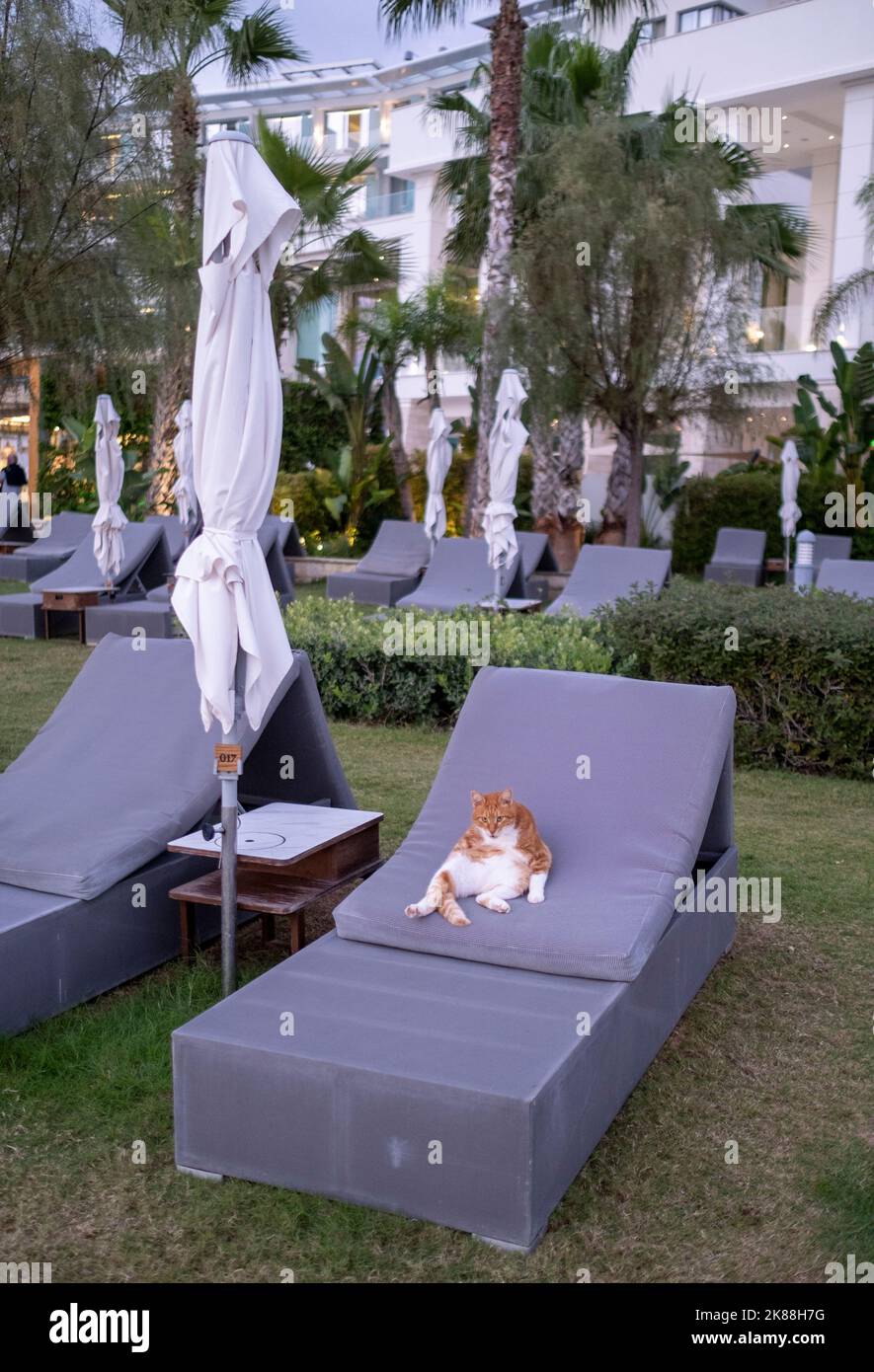 Un chat allongé sur un transat à l'extérieur d'un hôtel de luxe à Paphos, Chypre. Banque D'Images