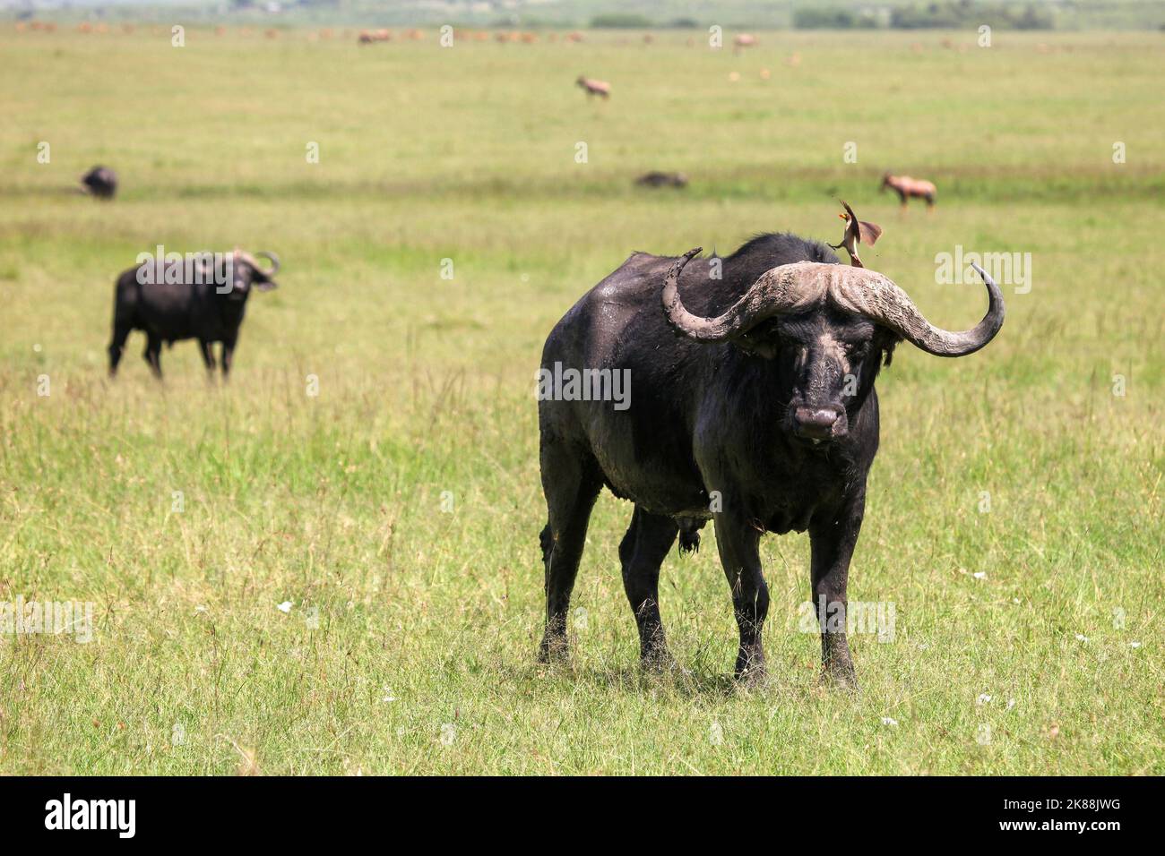 Buffles africains de buffles du Cap (Syncerus caffer) dans le parc national de Masai Mara, Kenya Banque D'Images