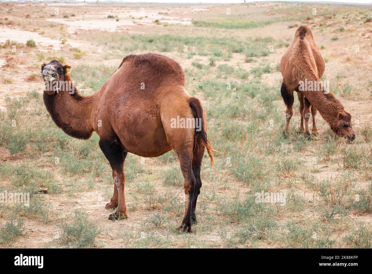 Chameaux dromadaires dans une steppe Banque D'Images