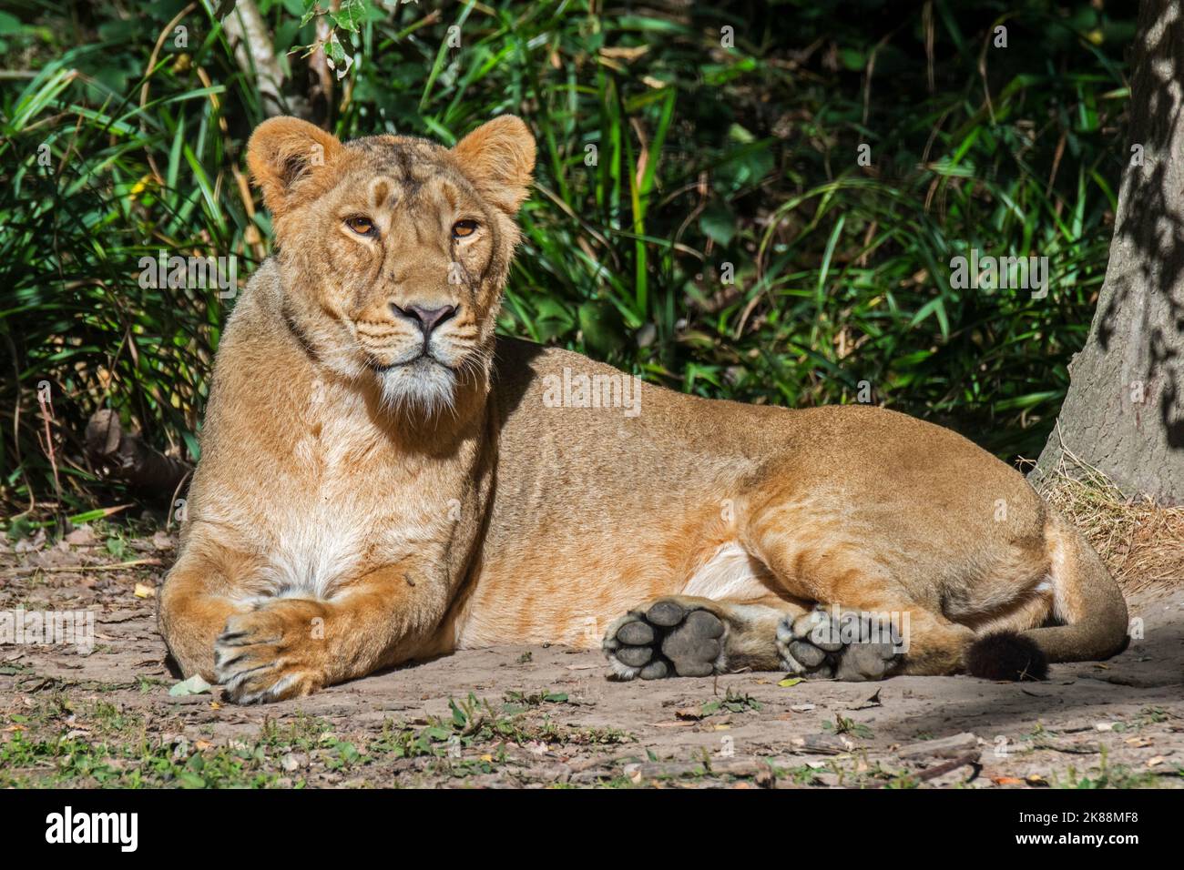 Lion asiatique / lion GIR (Panthera leo persica) lioness de repos / femelle, originaire de l'Inde Banque D'Images