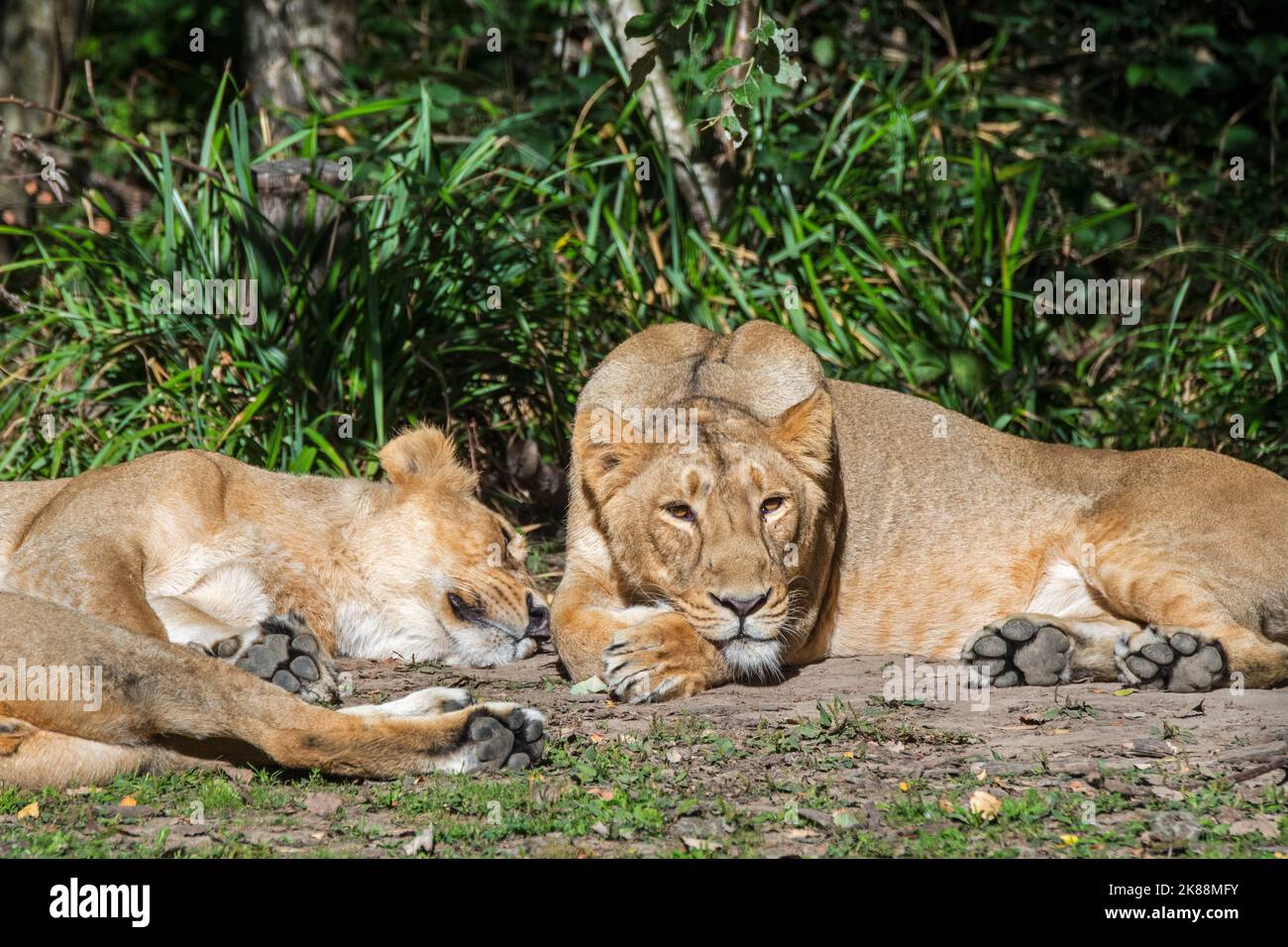 Lion asiatique / lion GIR (Panthera leo persica) deux lionnes / femelles au repos, indigènes de l'Inde Banque D'Images