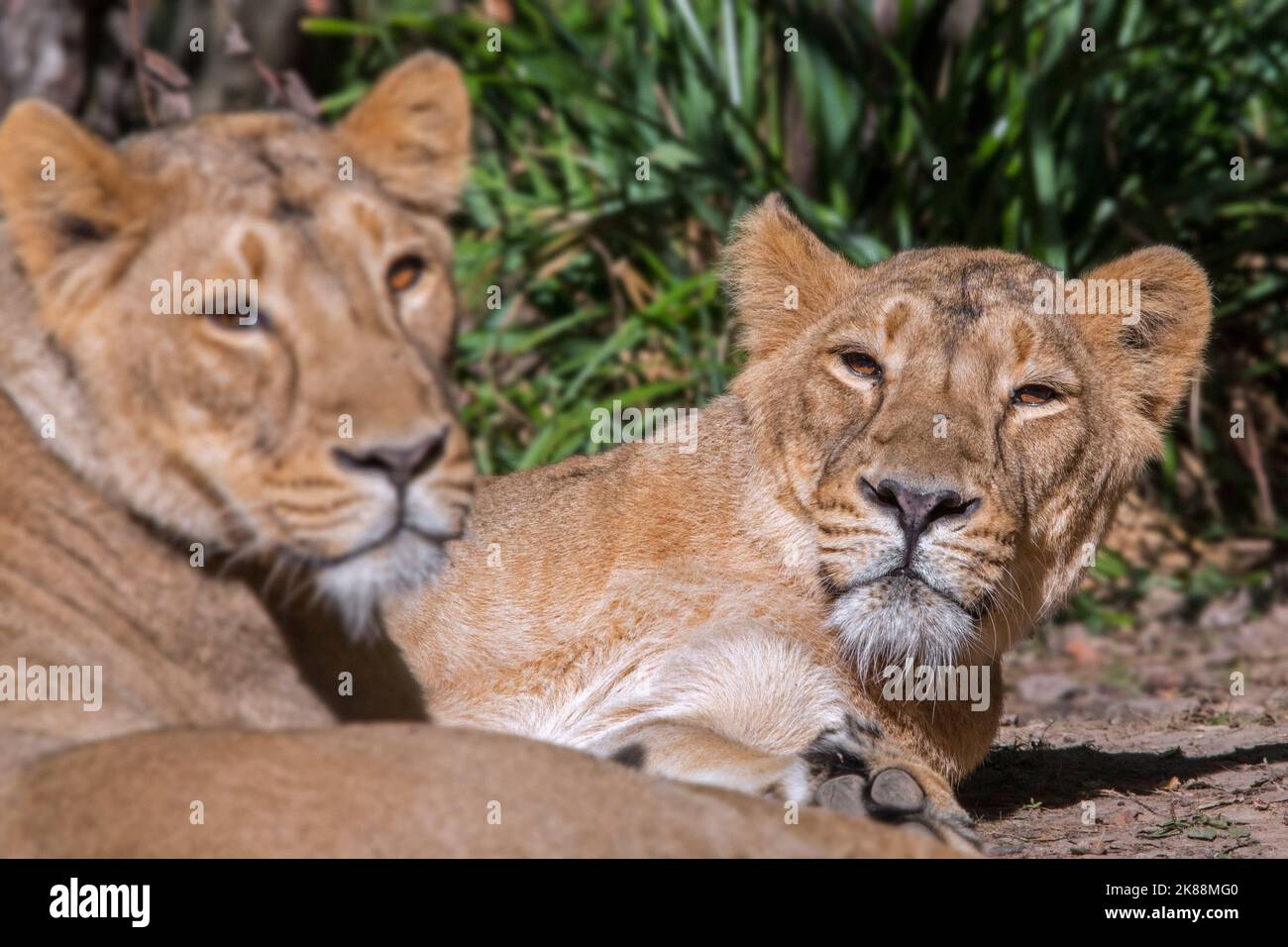 Lion asiatique / lion GIR (Panthera leo persica) deux lionnes / femelles au repos, indigènes de l'Inde Banque D'Images