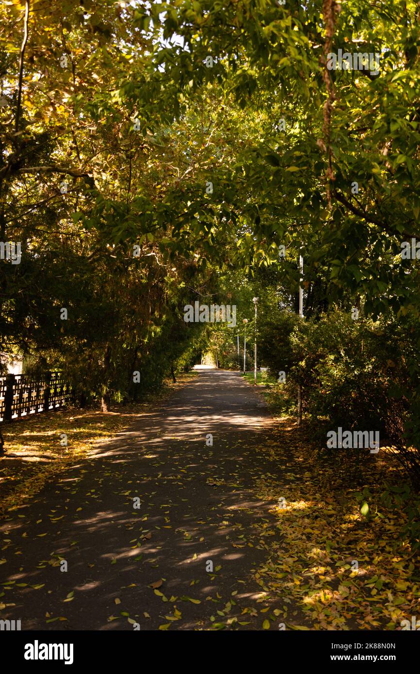 Automne. Parc d'automne. Arbres et feuilles d'automne. Mise au point sélective Banque D'Images