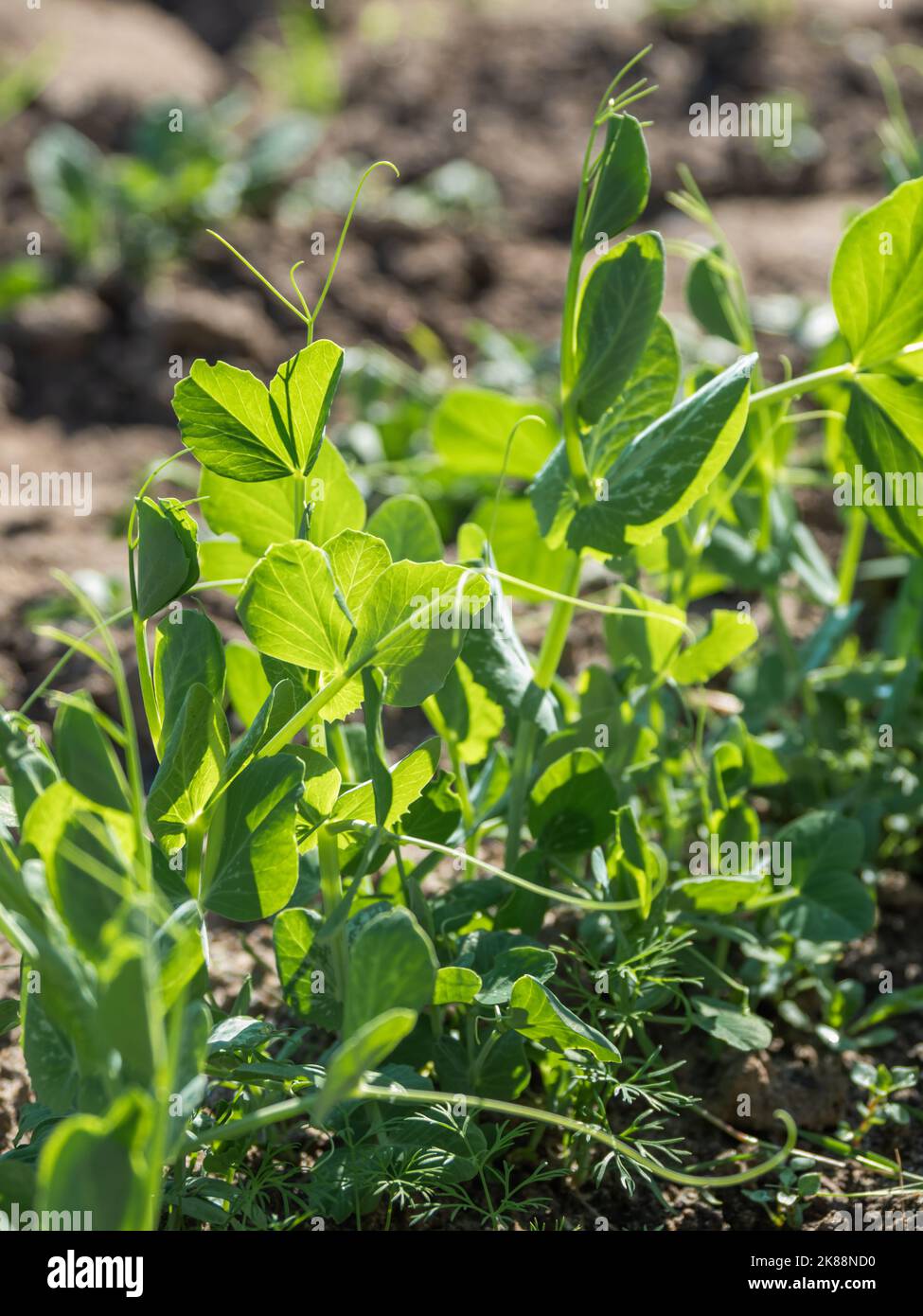 Semis de pois verts en terrain ouvert. Feuilles vertes fraîches de plantes comestibles. Jardinage au printemps et en été. Culture d'aliments biologiques. Banque D'Images