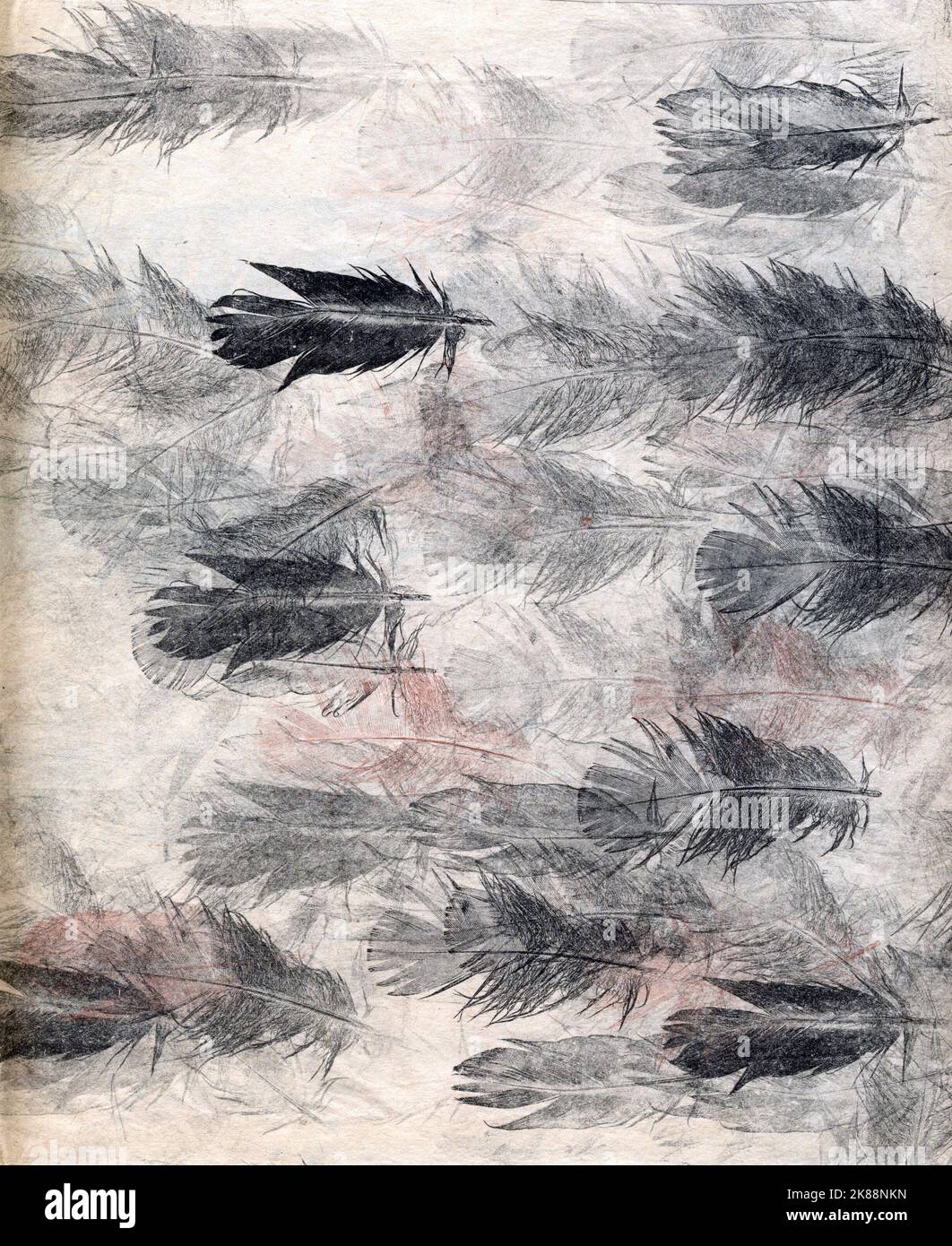 Plumes de craie disposées en montage coloré. Costume livre couverture magazine, éditorial, ornithologie oiseaux, concept art spirituel symbolisme des plumes Banque D'Images Plumes de craie disposées en montage coloré. Costume livre couverture magazine, éditorial, ornithologie oiseaux, concept art spirituel symbolisme des plumes Banque D'Images