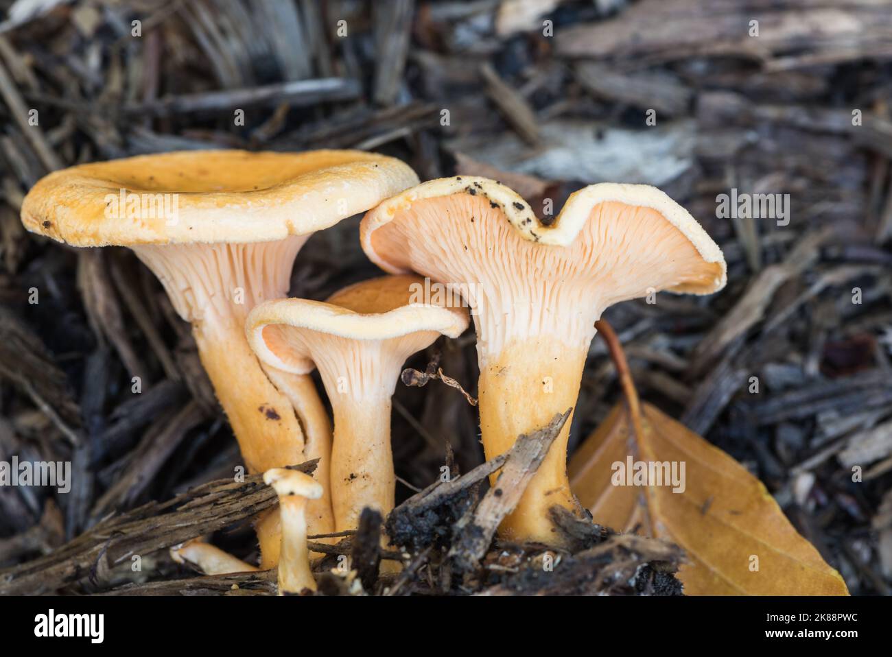 Champignons - Faux Chanterelle (Hygrophoropsis aurantiaca) Banque D'Images