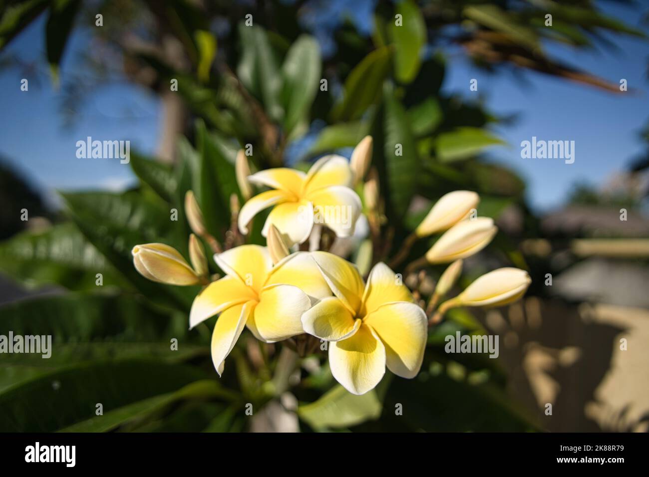 Un gros plan des fleurs frangipani sur la lumière douce du soleil Banque D'Images