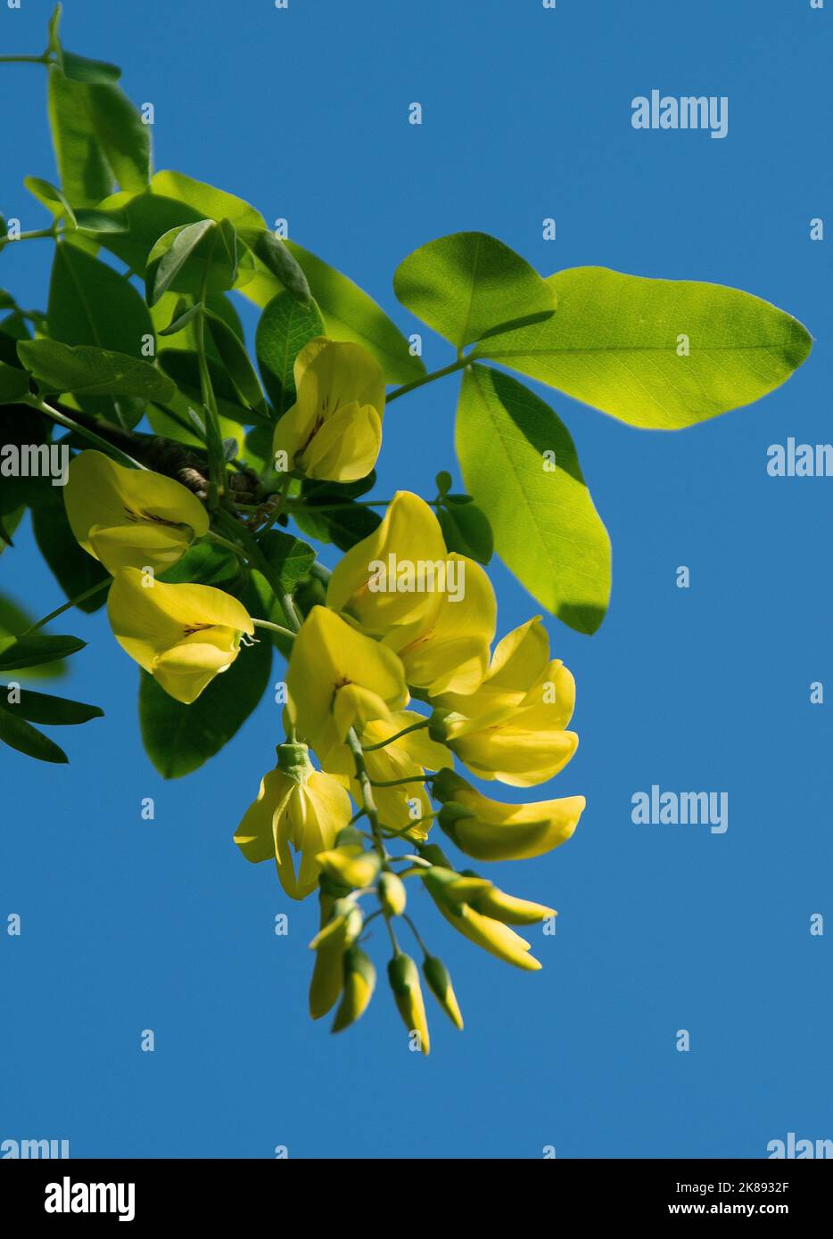 Laburnum anagyroides est un arbre décoratif avec des grappes de fleurs jaunes suspendues et des feuilles trifoliées, introduit en Angleterre en 1560 Banque D'Images