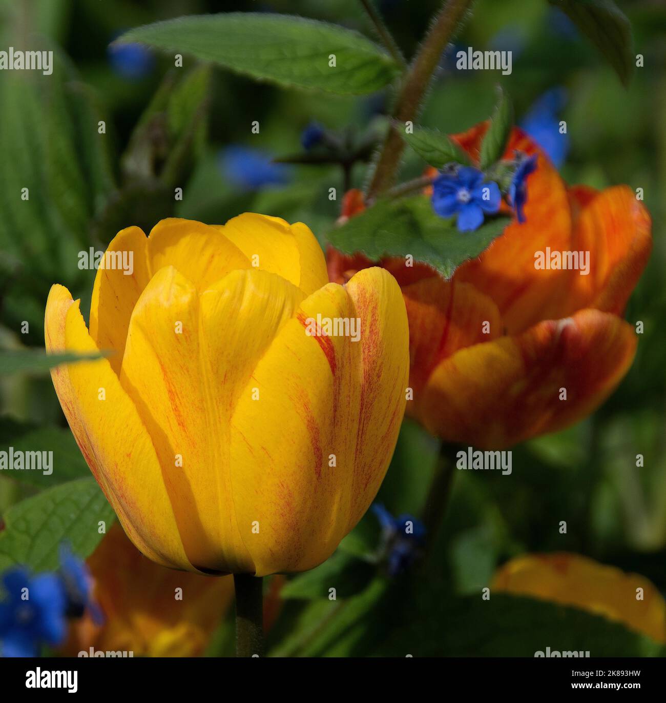 Tulipes orange et jaune à la fleur de « Triumph » avec bourrache bleue Banque D'Images