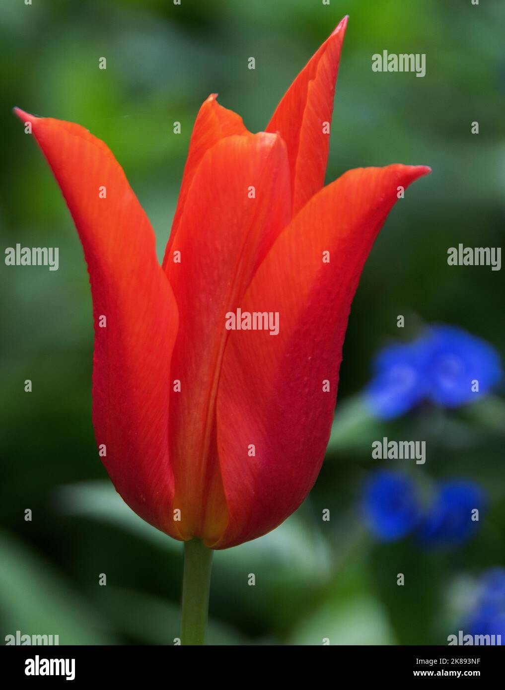 Tulipe « Ballerina » un classique élégant tulipe à fleurs de nénuphars - la plus belle des fleurs orange aux nuances subtiles de rouge. Ses fleurs vives contrastent Banque D'Images