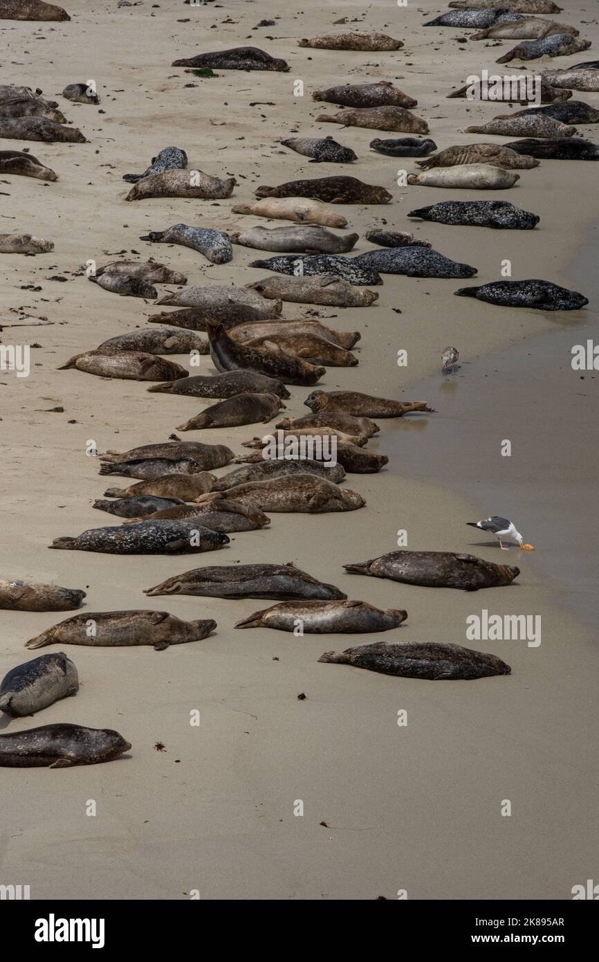 Phoques sur les rochers surplombant l'océan Banque D'Images