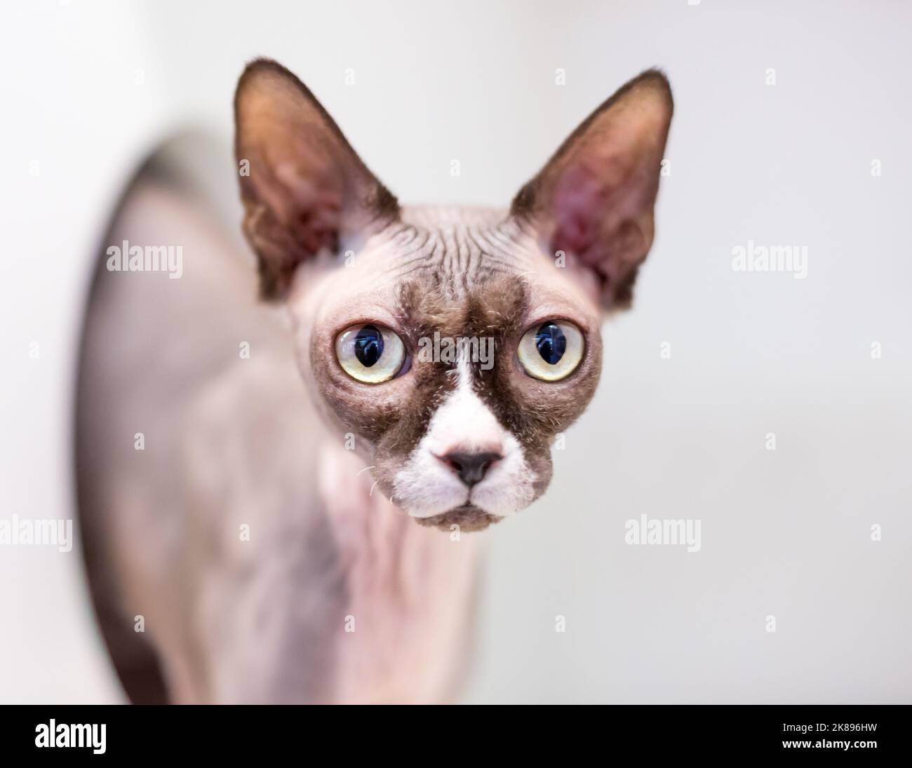 Un chat Sphynx sans poils, qui regarde vers l'appareil photo Banque D'Images