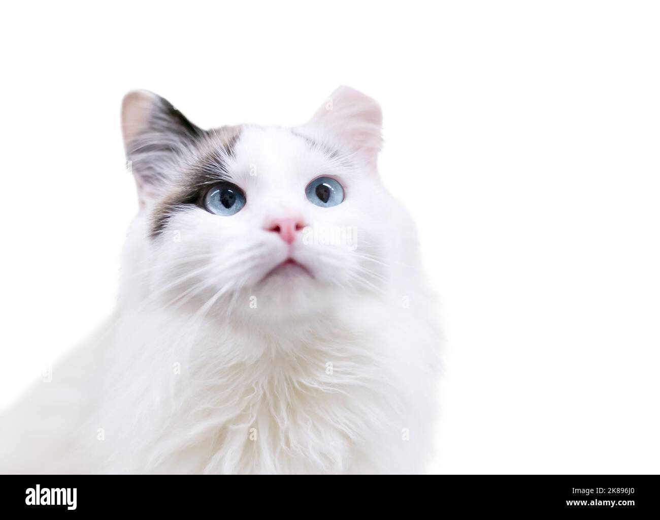 Un chat blanc moelleux aux yeux bleus et à l'embout gauche de l'oreille, indiquant qu'il a été stérilisé ou stérilisé et vacciné dans le cadre d'un programme de TNR Banque D'Images