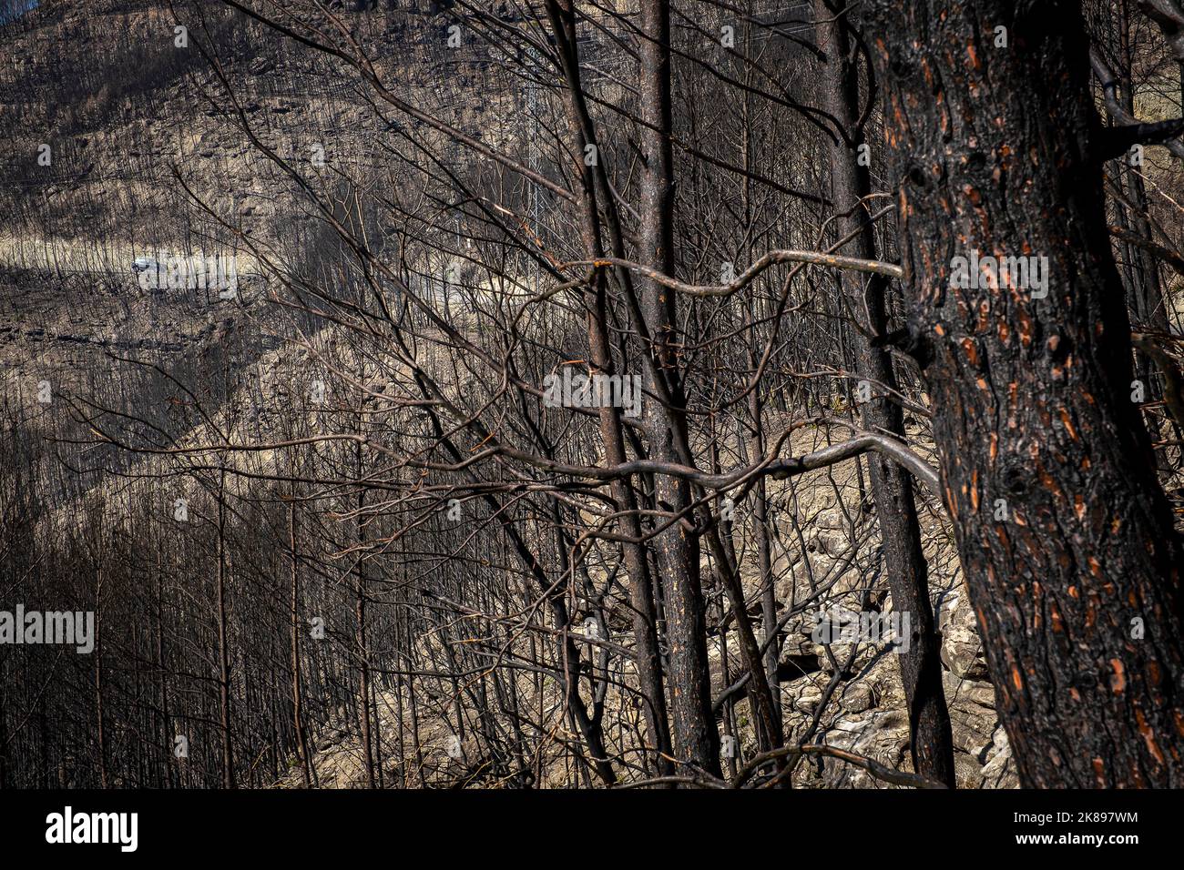 Effets du feu, Parc de la rivière, El Pont de Vilomara, Catalogne, Espagne Banque D'Images