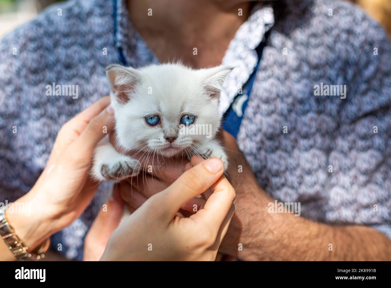 Chaton blanc aux yeux bleus Banque de photographies et d’images à haute résolution Alamy