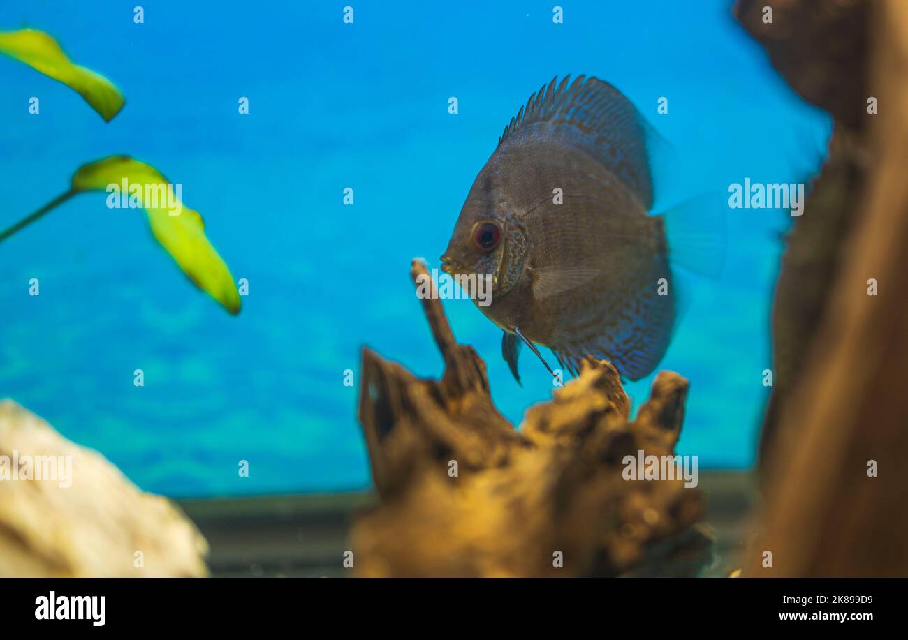 Belle vue sur le bleu peau de serpent discus poisson cichlid natation dans l'aquarium. Suède. Banque D'Images