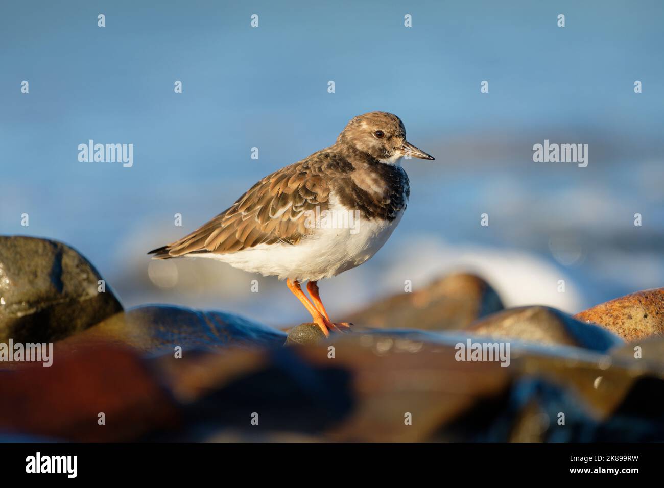 Turnstone (arenaria interprés) sur la rive pendant l'hiver. Baie du mont Saint Michel, Manche, Normandie, France. Banque D'Images