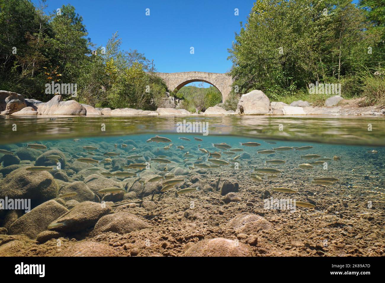 Rivière avec un pont en pierre et un haut de poissons sous l'eau (poisson-chub), vue sur et sous la surface de l'eau, Catalogne, Espagne Banque D'Images