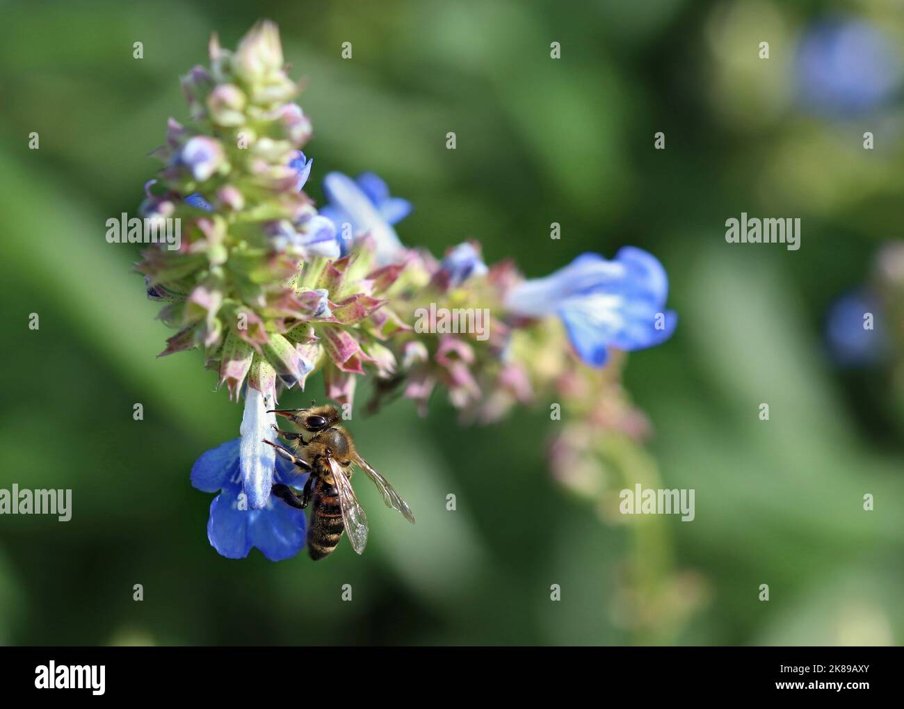 Image macro d'une abeille collectant le nectar de la Salvia uliginosa bleue 'African Skies.' Photographié dans un jardin anglais en octobre Banque D'Images