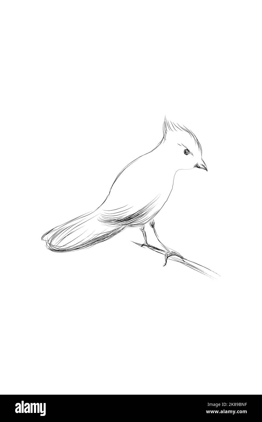 Oiseau dessiné à la main sur la branche. Illustration de Vecteur Oiseau dessiné à la main sur la branche. Illustration de Vecteur