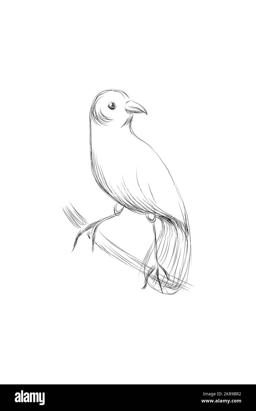 Illustration d'une Parula du Nord perchée sur une branche Illustration de Vecteur