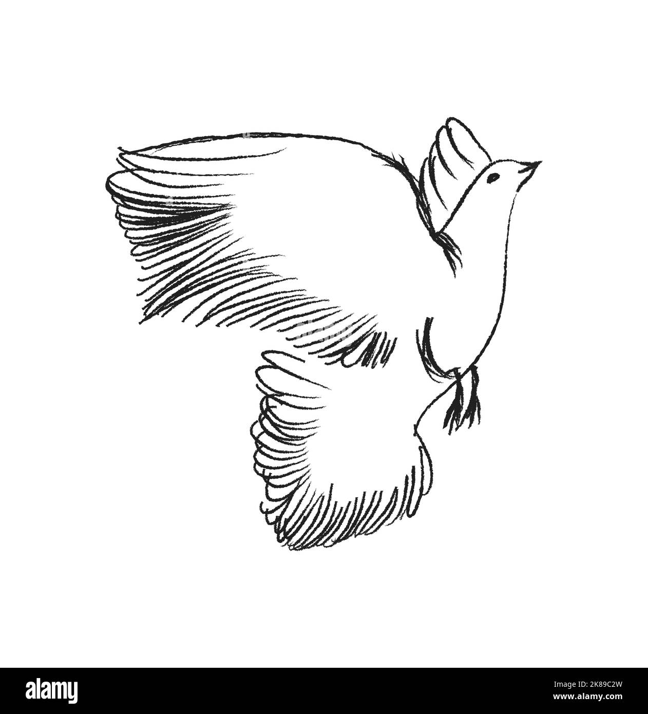 Dessinez l'oiseau volant. Illustration vectorielle dessinée à la main isolée. Gravure d'un parrow, titmouse, hirondelle dans le style de l'entaille. Illustration de Vecteur