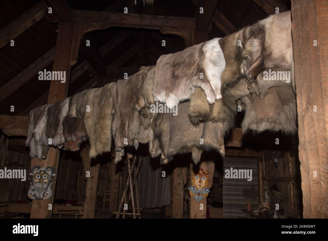 Fourrure accrochée à l'intérieur de la longue maison d'un cheffois viking à Borg sur l'île de Vestvågøya, dans l'archipel des Lofoten, en Norvège. Banque D'Images