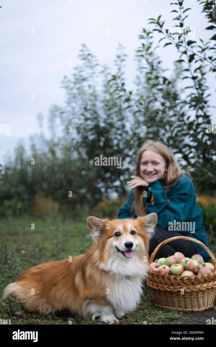 belle fille et chien corgi avec un panier de pommes dans le fond du jardin Banque D'Images