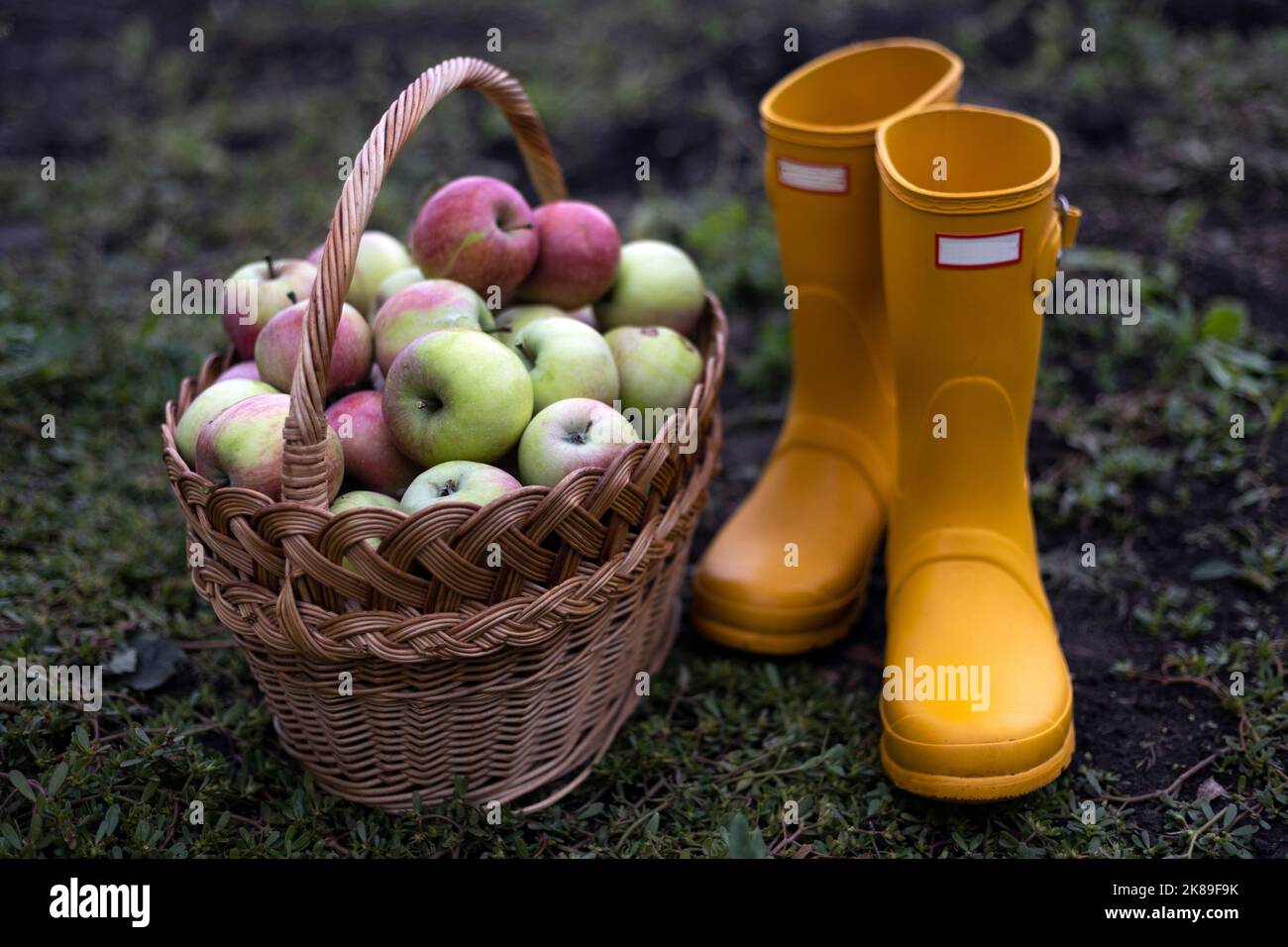 récolte de pommes et esthétique rurale. panier de pommes et bottes en caoutchouc jaune Banque D'Images