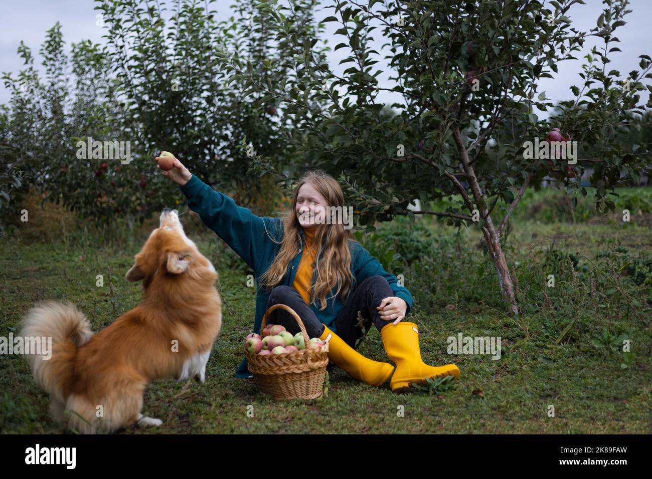 belle fille et chien corgi avec un panier de pommes dans le fond du jardin Banque D'Images